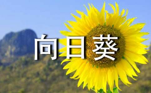關(guān)于向日葵的觀察作文300字（精選26篇）