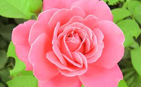 小學(xué)生說(shuō)明文作文：月季花（精選21篇）