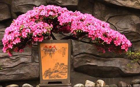 關(guān)于描寫(xiě)杜鵑花的片段110句