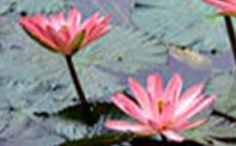 [優(yōu)]荷花教學(xué)設(shè)計(jì)