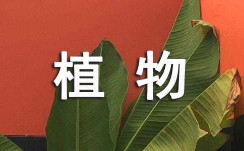 三年級(jí)我的植物朋友高分作文